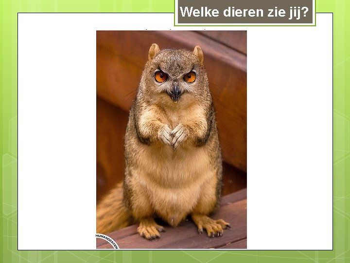 Welke dieren zie jij? 