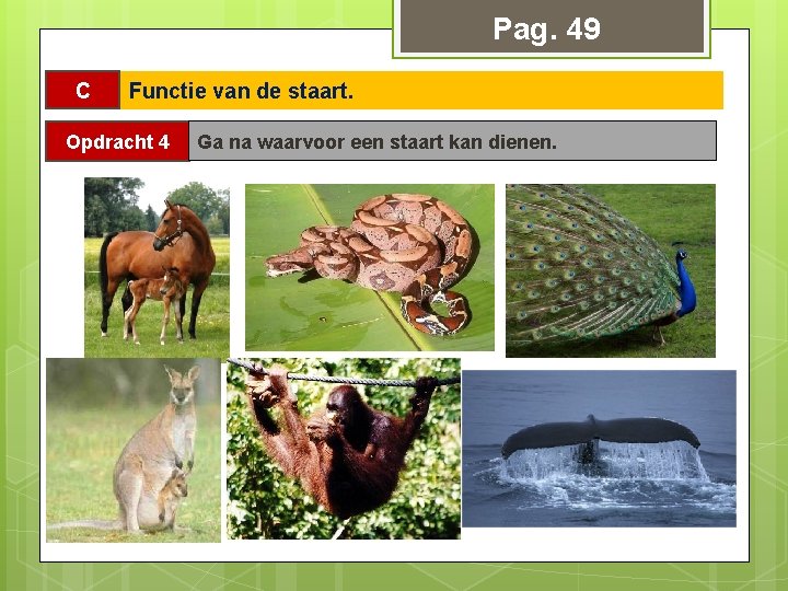 Pag. 49 C Functie van de staart. Opdracht 4 Ga na waarvoor een staart