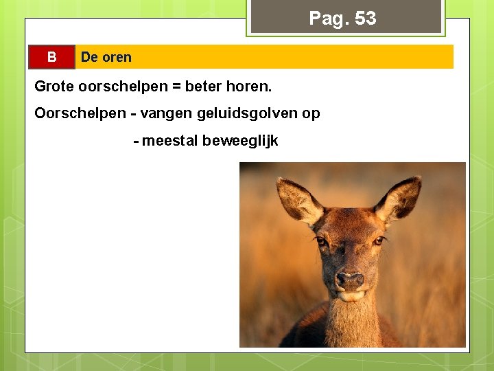 Pag. 53 B De oren Grote oorschelpen = beter horen. Oorschelpen - vangen geluidsgolven