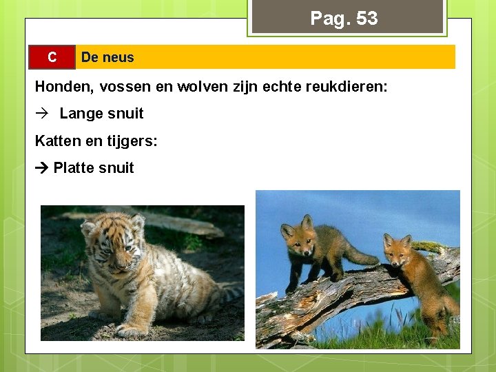 Pag. 53 C De neus Honden, vossen en wolven zijn echte reukdieren: à Lange