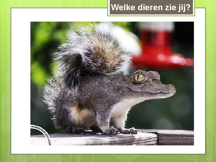 Welke dieren zie jij? 