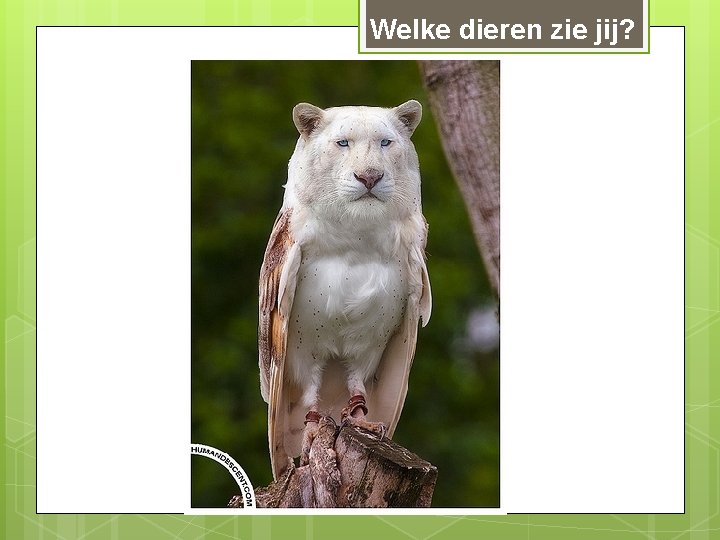 Welke dieren zie jij? 