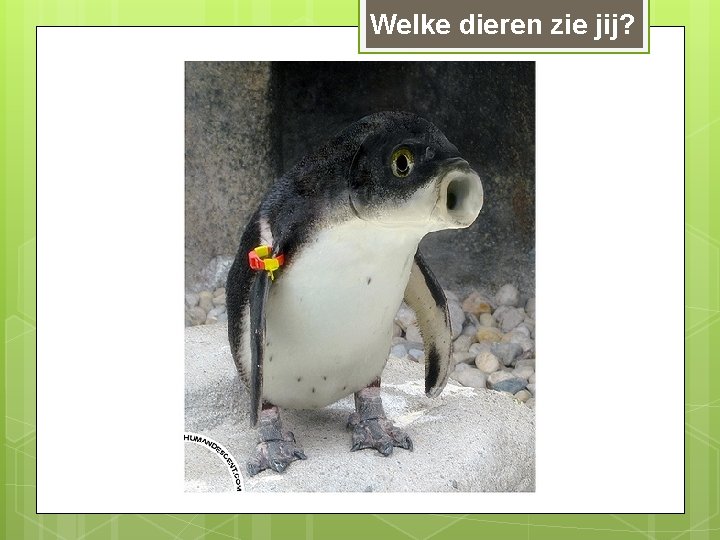 Welke dieren zie jij? 