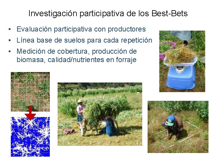 Investigación participativa de los Best-Bets • Evaluación participativa con productores • Línea base de