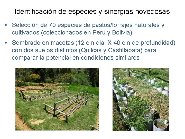 Identificación de especies y sinergias novedosas • Selección de 70 especies de pastos/forrajes naturales