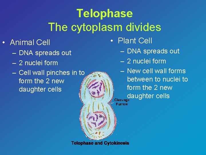 Telophase The cytoplasm divides • Animal Cell – DNA spreads out – 2 nuclei