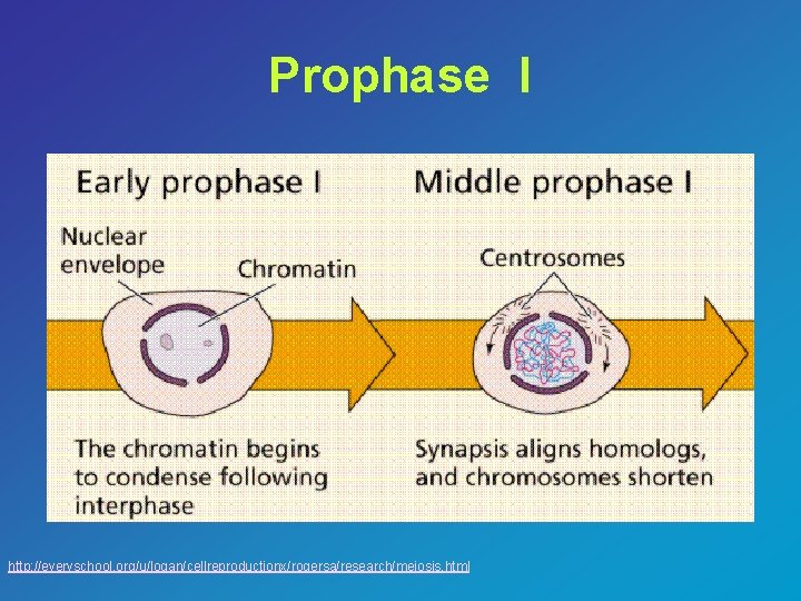Prophase I http: //everyschool. org/u/logan/cellreproductionx/rogersa/research/meiosis. html 