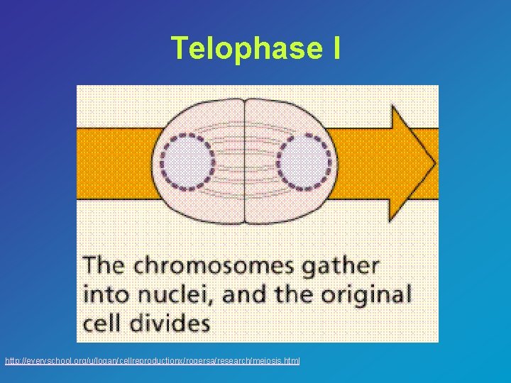 Telophase I http: //everyschool. org/u/logan/cellreproductionx/rogersa/research/meiosis. html 