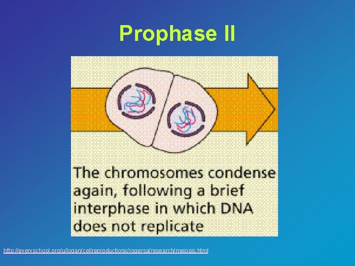 Prophase II http: //everyschool. org/u/logan/cellreproductionx/rogersa/research/meiosis. html 
