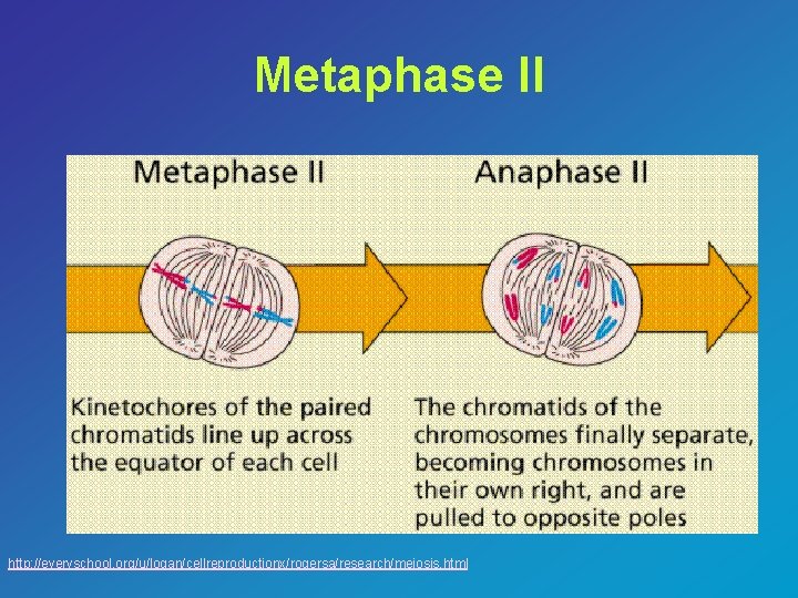 Metaphase II http: //everyschool. org/u/logan/cellreproductionx/rogersa/research/meiosis. html 