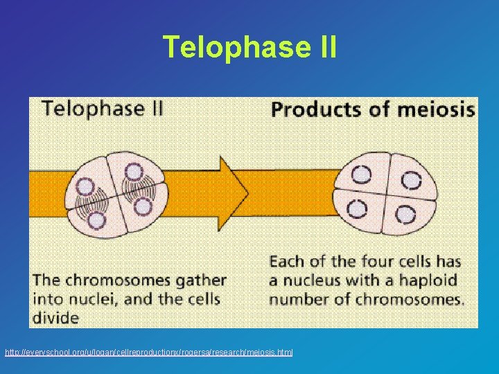 Telophase II http: //everyschool. org/u/logan/cellreproductionx/rogersa/research/meiosis. html 