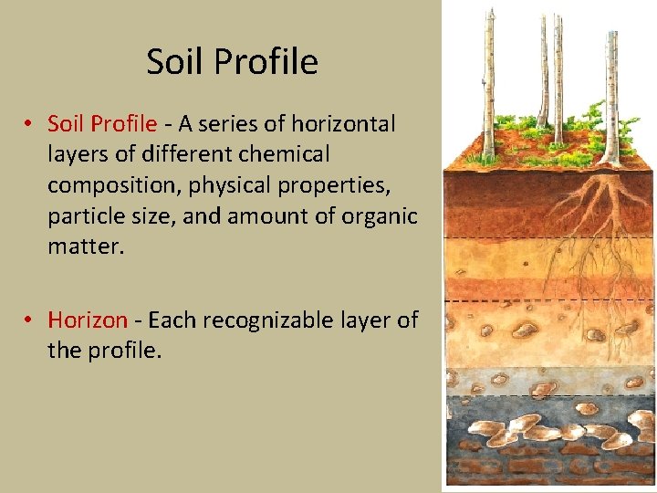 Soil Profile • Soil Profile - A series of horizontal layers of different chemical