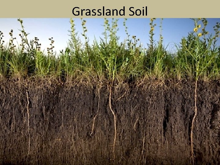 Grassland Soil 