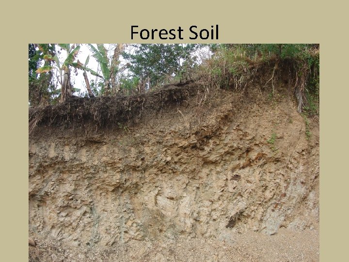 Forest Soil 