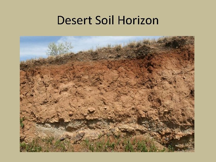 Desert Soil Horizon 