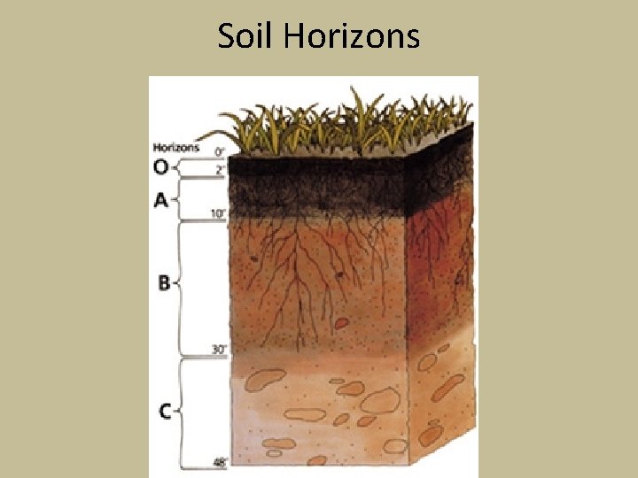 Soil Horizons 