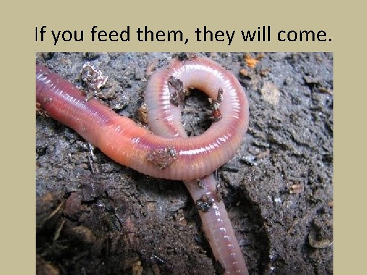 If you feed them, they will come. 