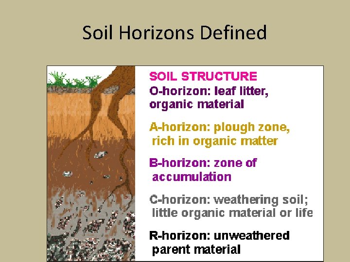 Soil Horizons Defined 