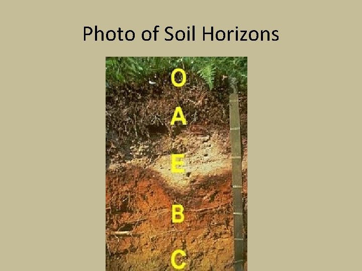 Photo of Soil Horizons 