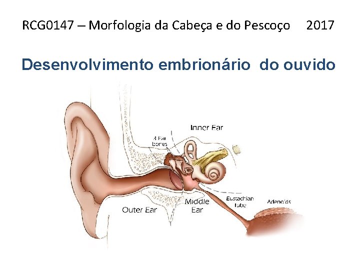 RCG 0147 – Morfologia da Cabeça e do Pescoço 2017 Desenvolvimento embrionário do ouvido