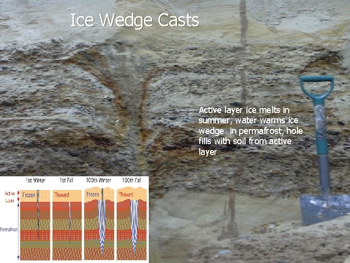 Ice Wedge Casts Active layer ice melts in summer, water warms ice wedge in