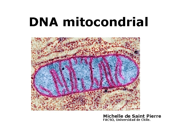 DNA mitocondrial Michelle de Saint Pierre FACSO, Universidad de Chile. 