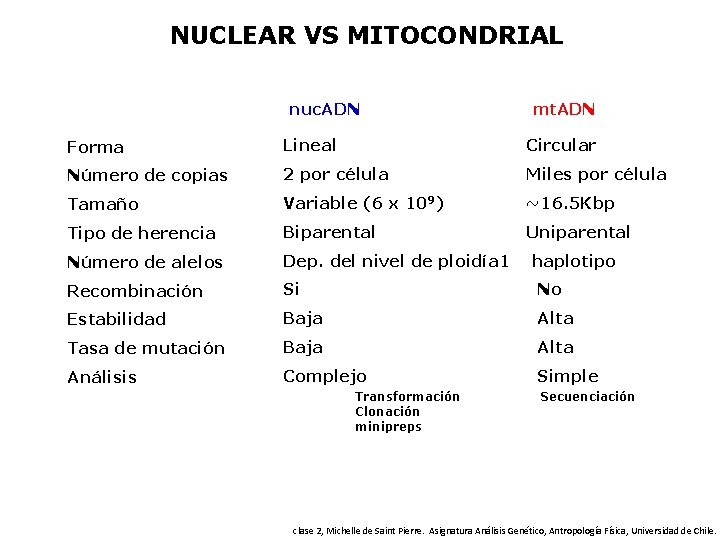 NUCLEAR VS MITOCONDRIAL nuc. ADN mt. ADN Forma Lineal Circular Número de copias 2