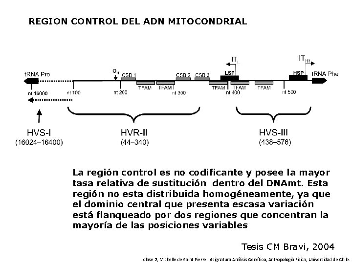 REGION CONTROL DEL ADN MITOCONDRIAL La región control es no codificante y posee la