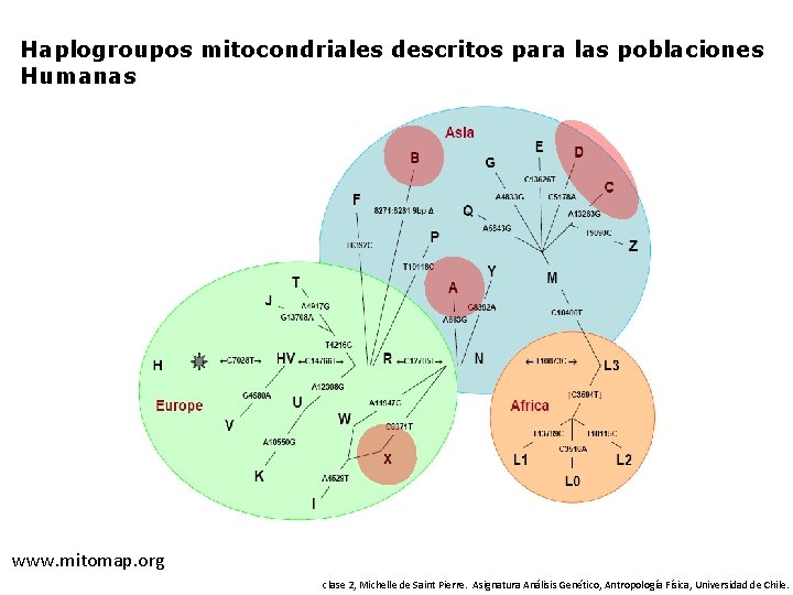 Haplogroupos mitocondriales descritos para las poblaciones Humanas www. mitomap. org clase 2, Michelle de