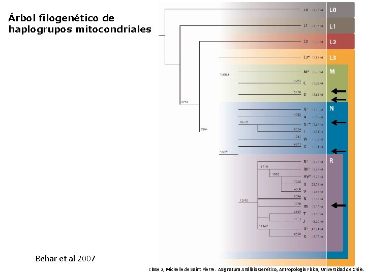 Árbol filogenético de haplogrupos mitocondriales Behar et al 2007 clase 2, Michelle de Saint