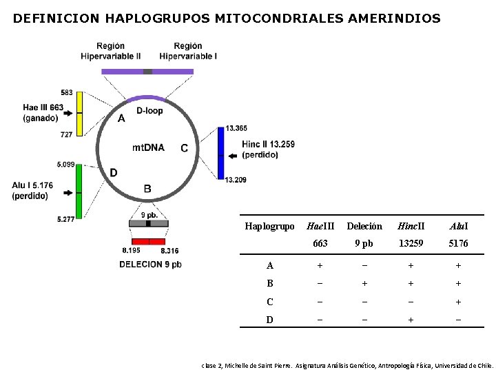 DEFINICION HAPLOGRUPOS MITOCONDRIALES AMERINDIOS Haplogrupo Hae. III Deleción Hinc. II Alu. I 663 9