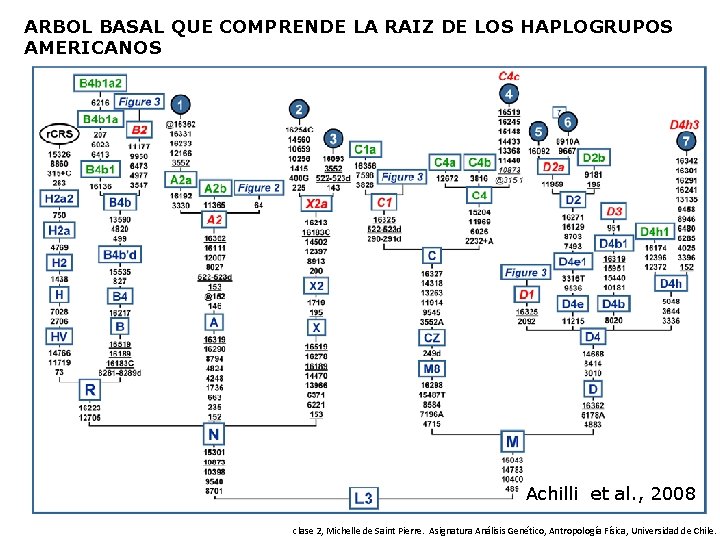 ARBOL BASAL QUE COMPRENDE LA RAIZ DE LOS HAPLOGRUPOS AMERICANOS Achilli et al. ,