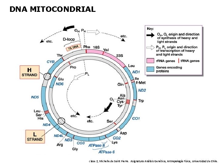 DNA MITOCONDRIAL clase 2, Michelle de Saint Pierre. Asignatura Análisis Genético, Antropología Física, Universidad