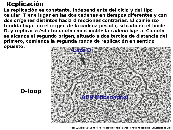 Replicación La replicación es constante, independiente del ciclo y del tipo celular. Tiene lugar