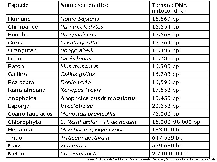 Especie Nombre científico Tamaño DNA mitocondrial Humano Homo Sapiens 16. 569 bp Chimpancé Pan
