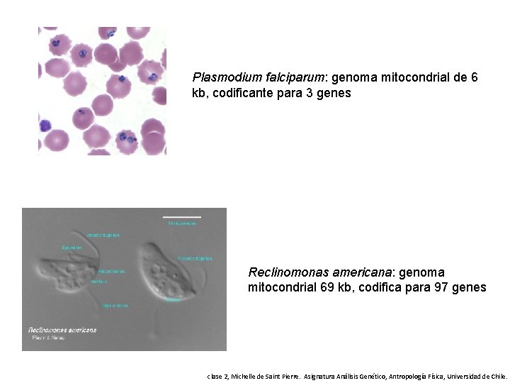 Plasmodium falciparum: genoma mitocondrial de 6 kb, codificante para 3 genes Reclinomonas americana: genoma
