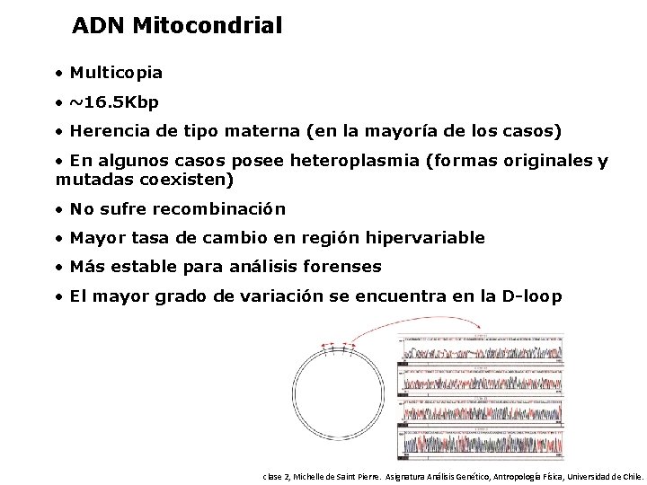 ADN Mitocondrial • Multicopia • ~16. 5 Kbp • Herencia de tipo materna (en