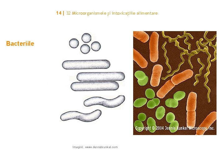 14| 32 Microorganismele și intoxicaţiile alimentare Bacteriile Imagini: www. denniskunkel. com 