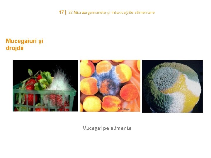 17| 32 Microorganismele și intoxicaţiile alimentare Mucegaiuri și drojdii Mucegai pe alimente 