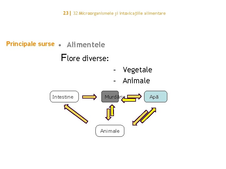 23| 32 Microorganismele și intoxicaţiile alimentare Principale surse • Alimentele Flore diverse: – Vegetale