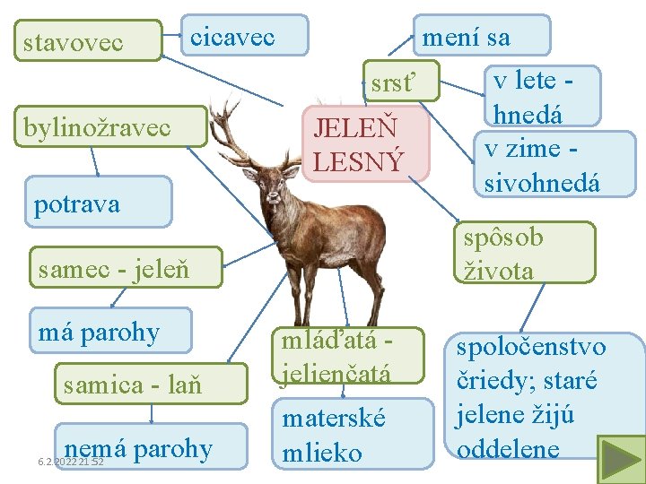 stavovec cicavec mení sa srsť bylinožravec JELEŇ LESNÝ potrava spôsob života samec - jeleň