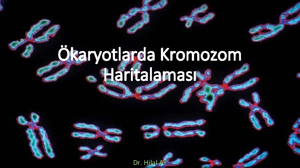 Ökaryotlarda Kromozom Haritalaması Dr. Hilal AY 