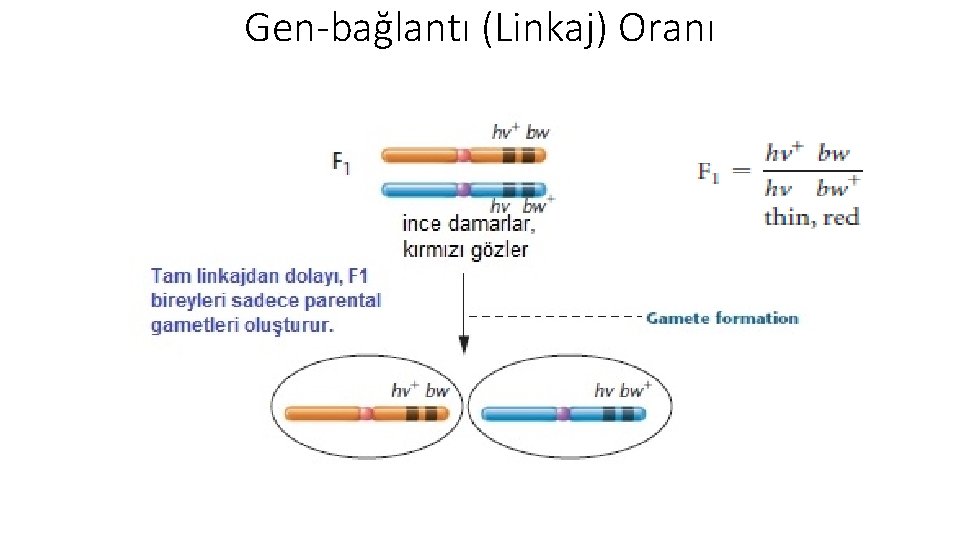 Gen-bağlantı (Linkaj) Oranı 