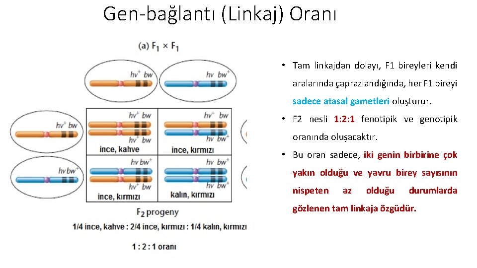 Gen-bağlantı (Linkaj) Oranı • Tam linkajdan dolayı, F 1 bireyleri kendi aralarında çaprazlandığında, her