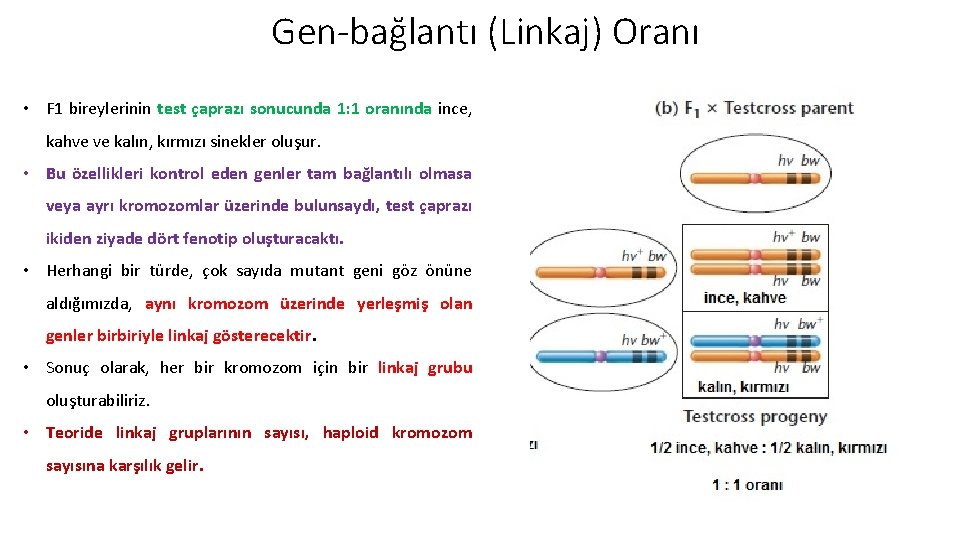 Gen-bağlantı (Linkaj) Oranı • F 1 bireylerinin test çaprazı sonucunda 1: 1 oranında ince,