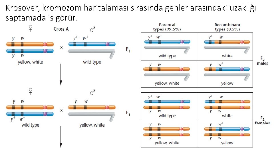 Krosover, kromozom haritalaması sırasında genler arasındaki uzaklığı saptamada iş görür. 