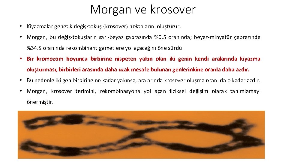 Morgan ve krosover • Kiyazmalar genetik değiş-tokuş (krosover) noktalarını oluşturur. • Morgan, bu değiş-tokuşların