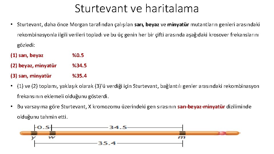 Sturtevant ve haritalama • Sturtevant, daha önce Morgan tarafından çalışılan sarı, beyaz ve minyatür