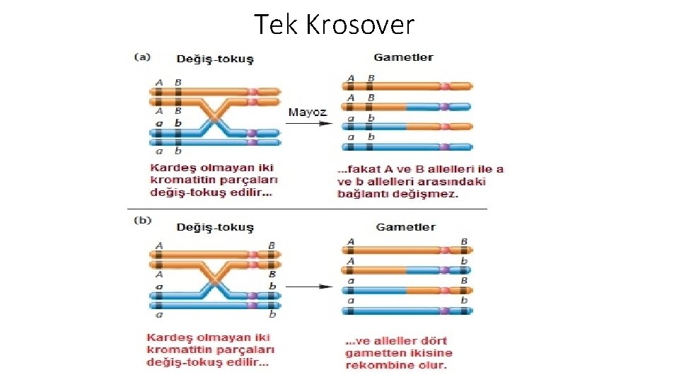 Tek Krosover 