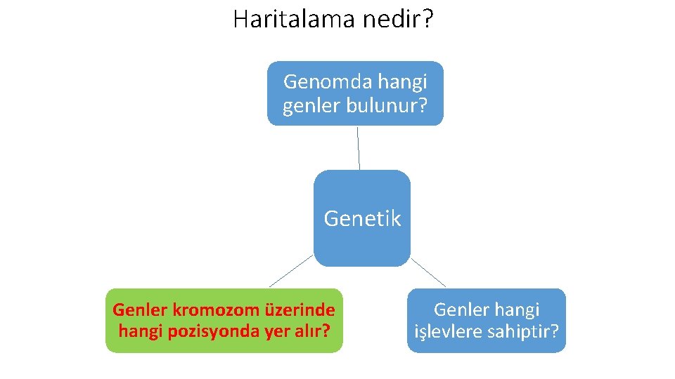 Haritalama nedir? Genomda hangi genler bulunur? Genetik Genler kromozom üzerinde hangi pozisyonda yer alır?